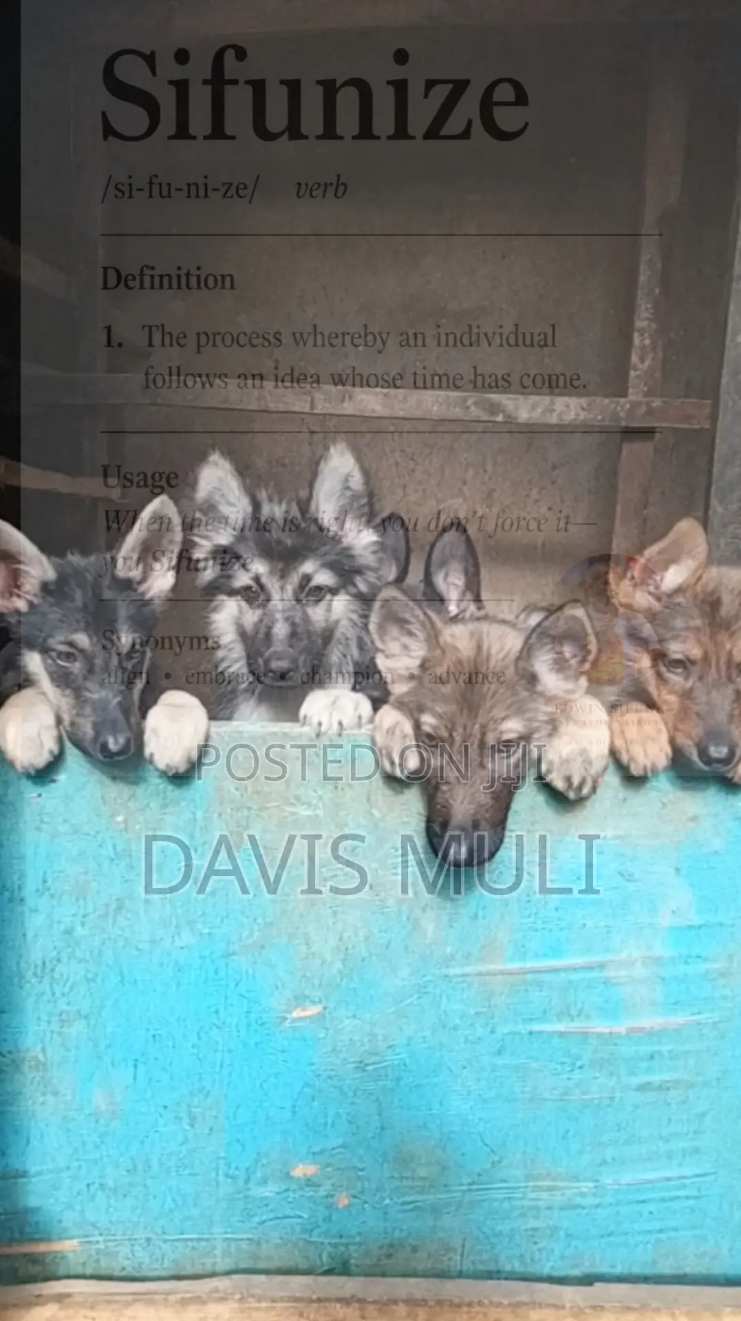 1-3 months Female Mixed Breed German Shepherd