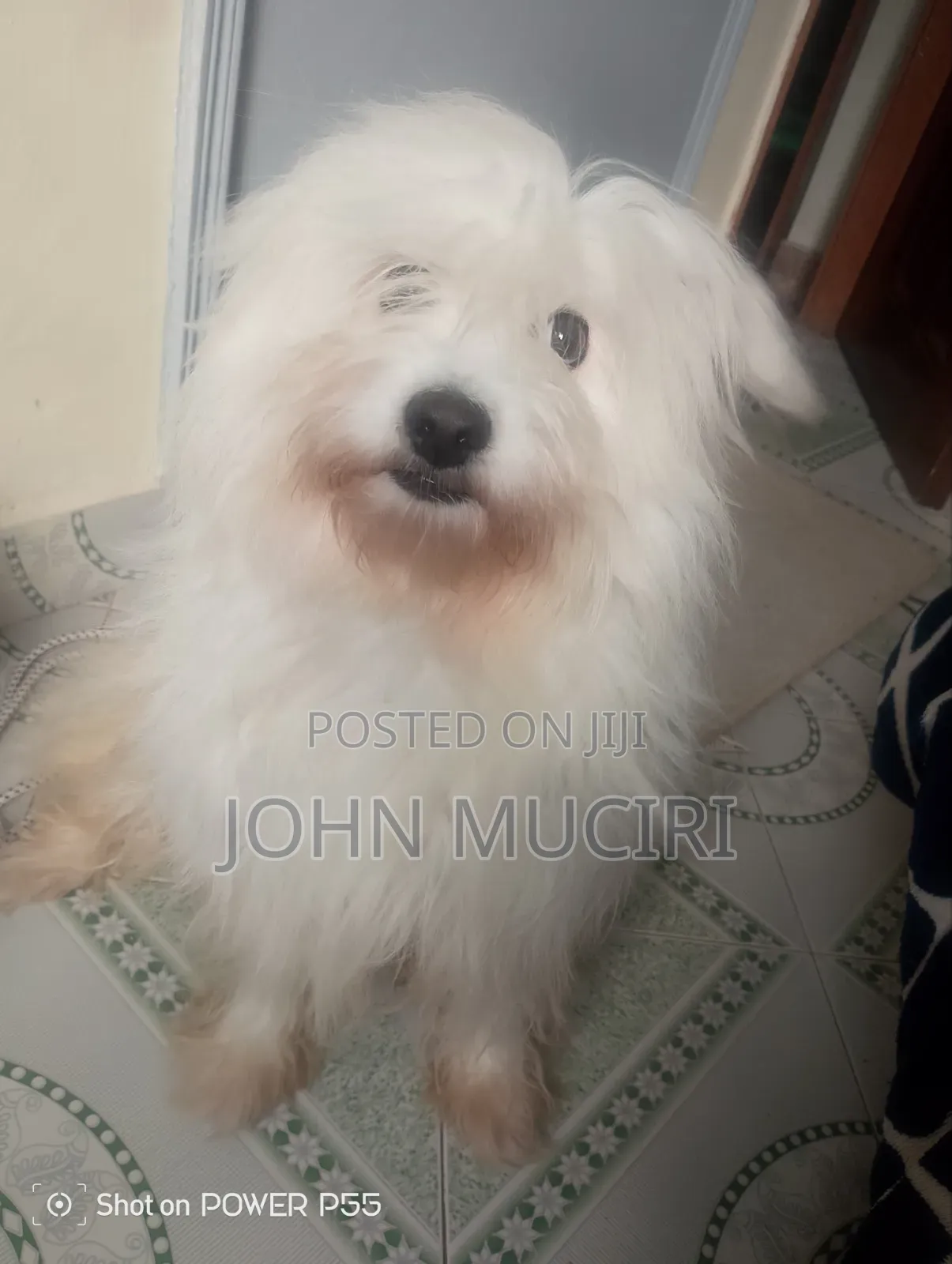 1+ year Male Purebred Fox Terrier