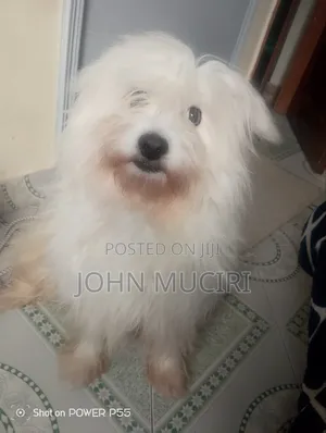 1+ year Male Purebred Fox Terrier