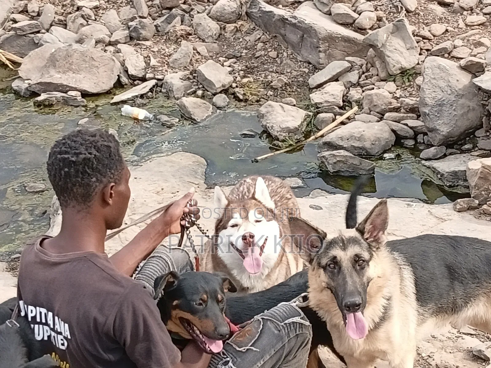 1-3 months Male Purebred German Shepherd