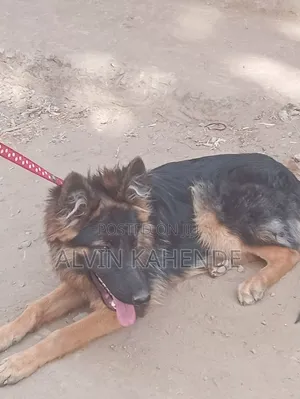 3-6 months Female Purebred German Shepherd