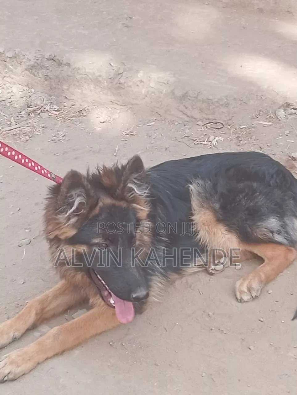 3-6 months Female Purebred German Shepherd