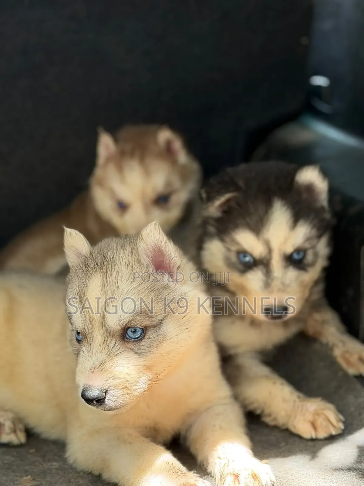 1-3 months Male Purebred Siberian Husky