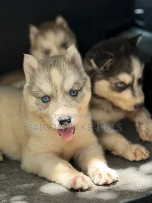 1-3 months Male Purebred Siberian Husky