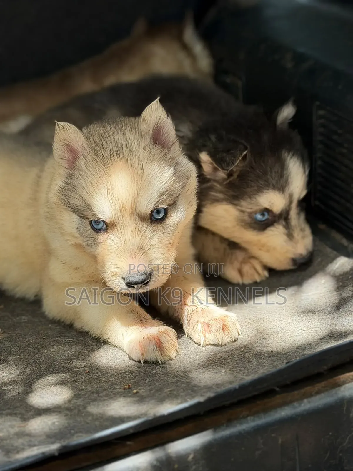 1-3 months Male Purebred Siberian Husky