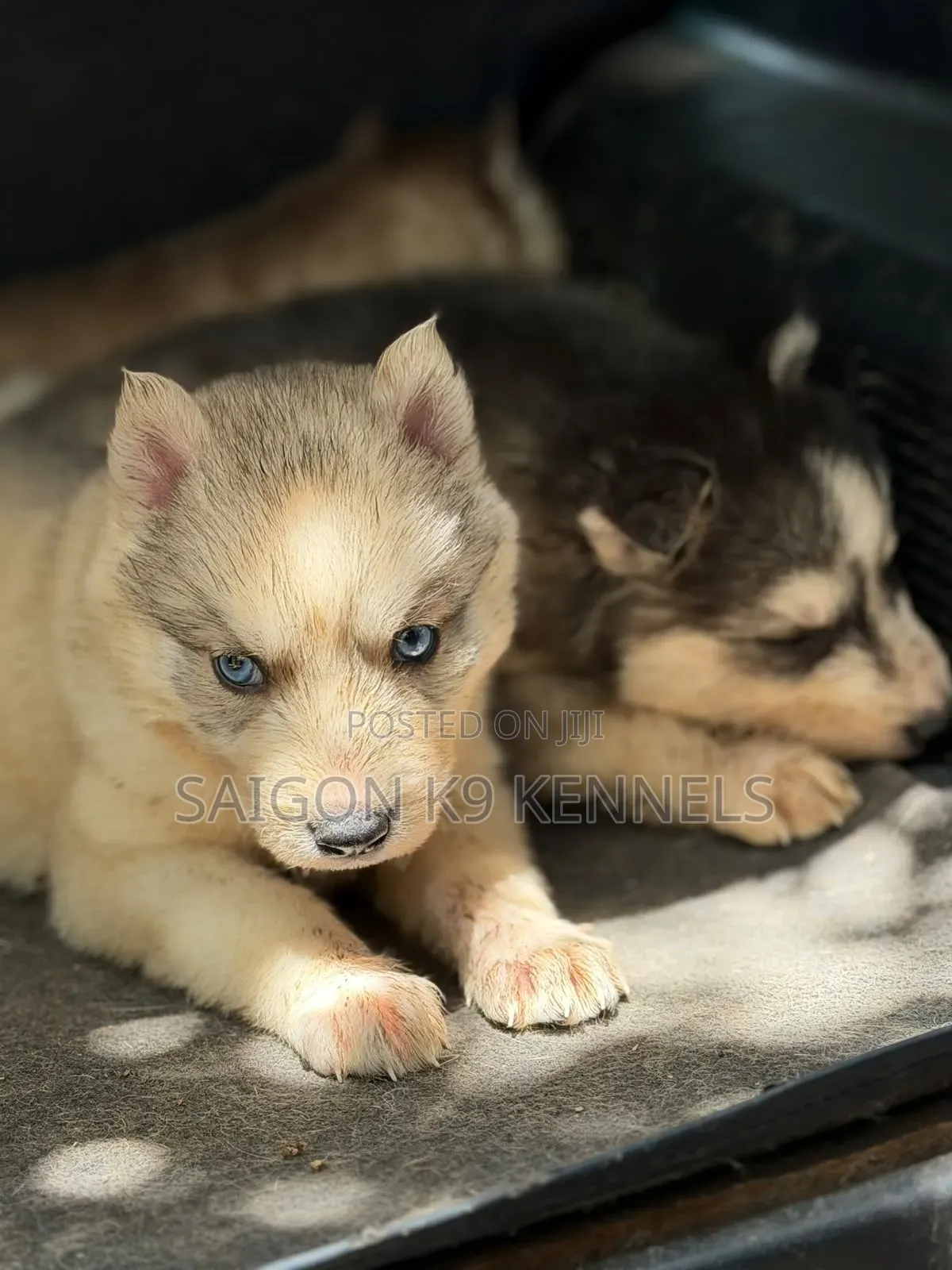 1-3 months Male Purebred Siberian Husky