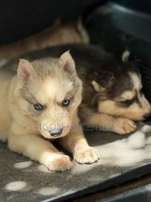 1-3 months Male Purebred Siberian Husky