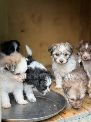 1-3 months Male Purebred Havanese