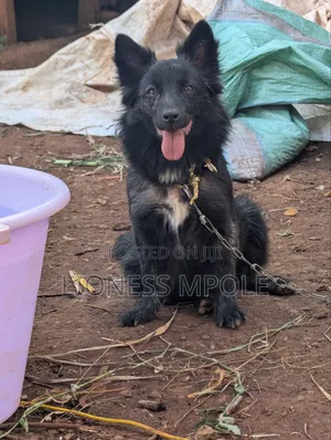 1+ year Female Mixed Breed Japanese Spitz
