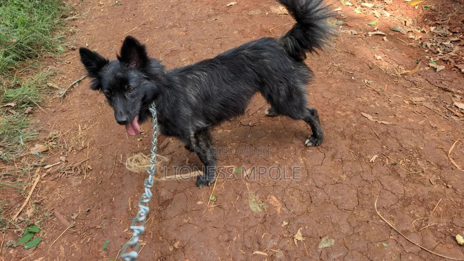 1+ year Female Mixed Breed Japanese Spitz