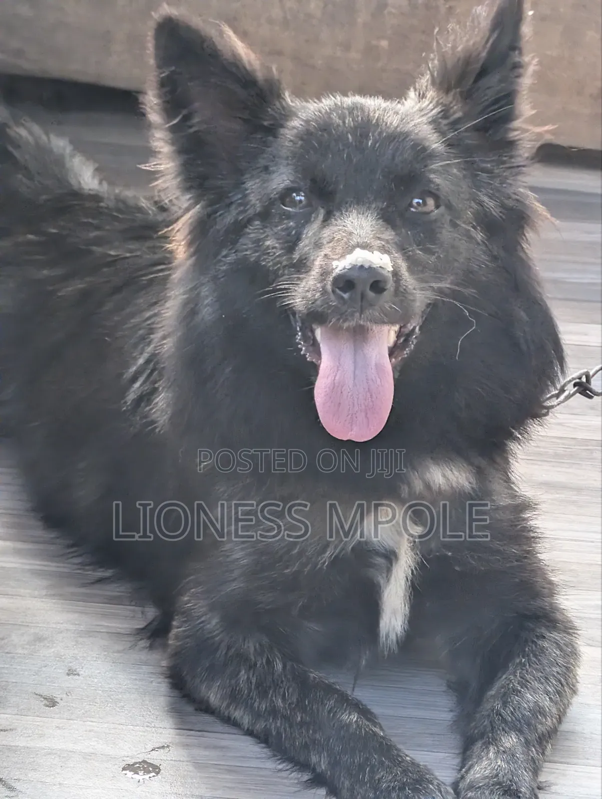 1+ year Female Mixed Breed Japanese Spitz