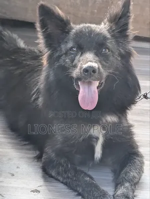 1+ year Female Mixed Breed Japanese Spitz
