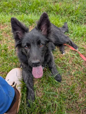 1+ year Female Mixed Breed Japanese Spitz