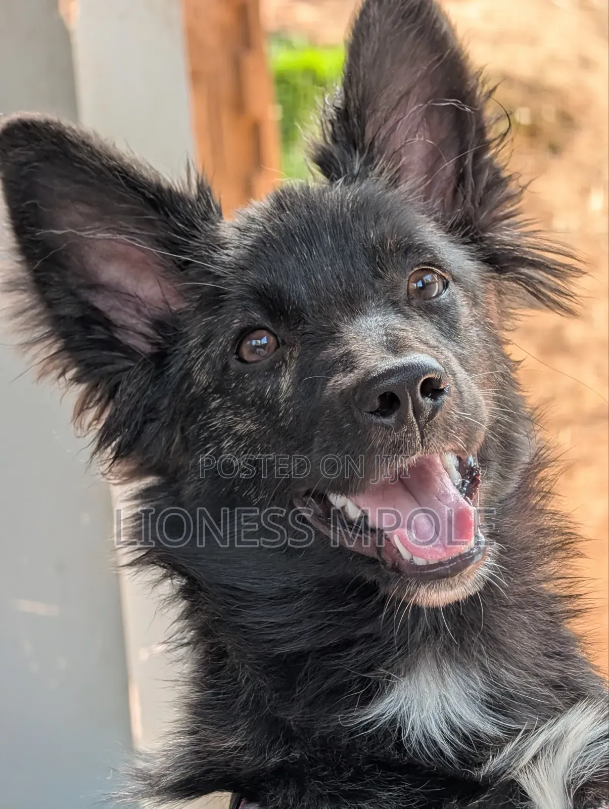 1+ year Female Mixed Breed Japanese Spitz