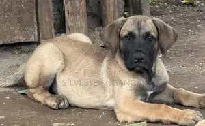 1-3 months Female Purebred Boerboel