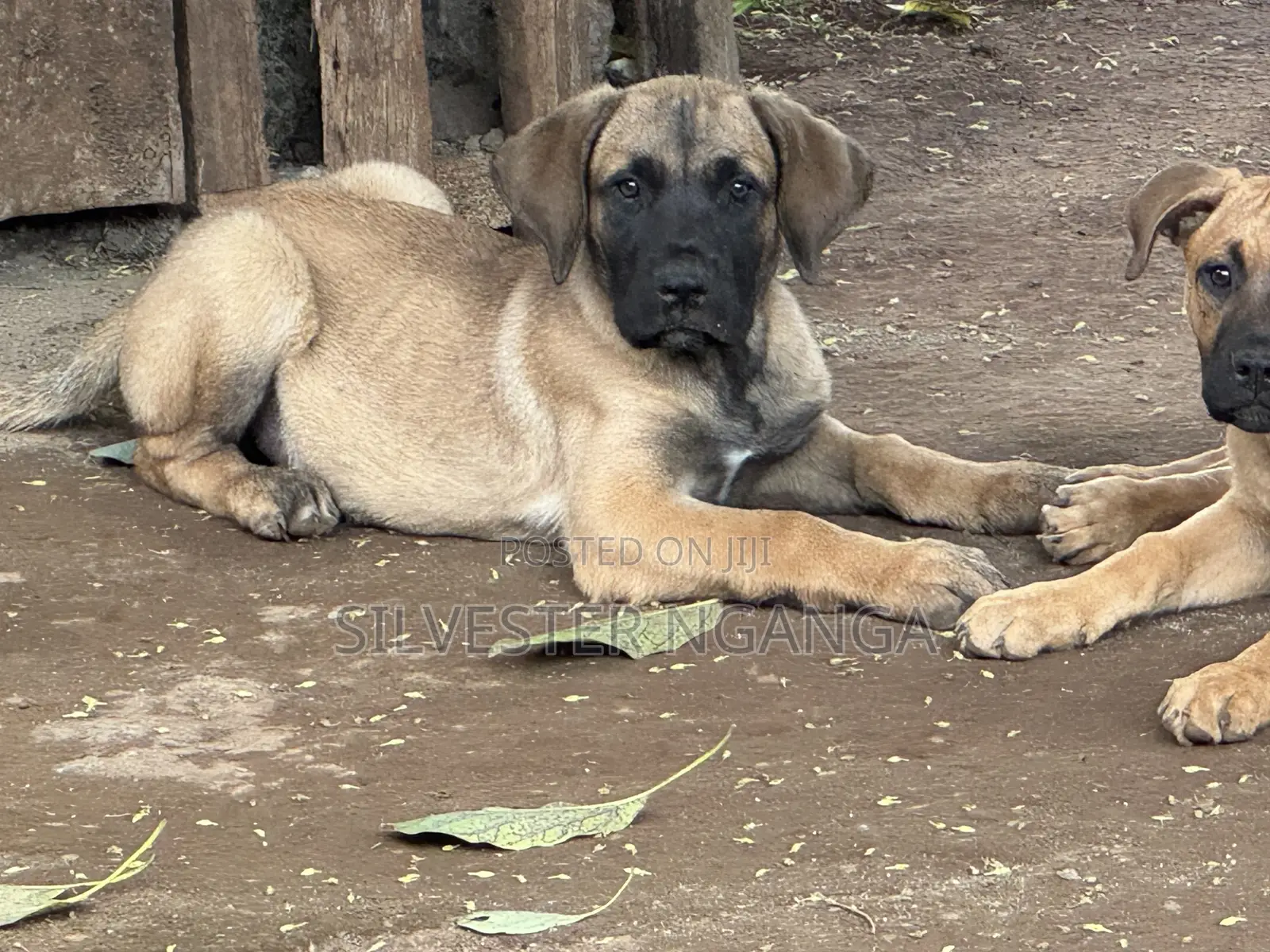 1-3 months Female Purebred Boerboel
