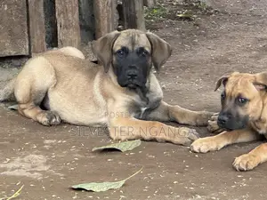 1-3 months Female Purebred Boerboel