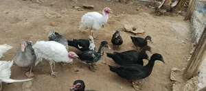 Turkey Ducks