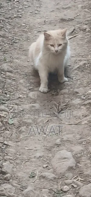 3-6 months Male Purebred Ragdoll