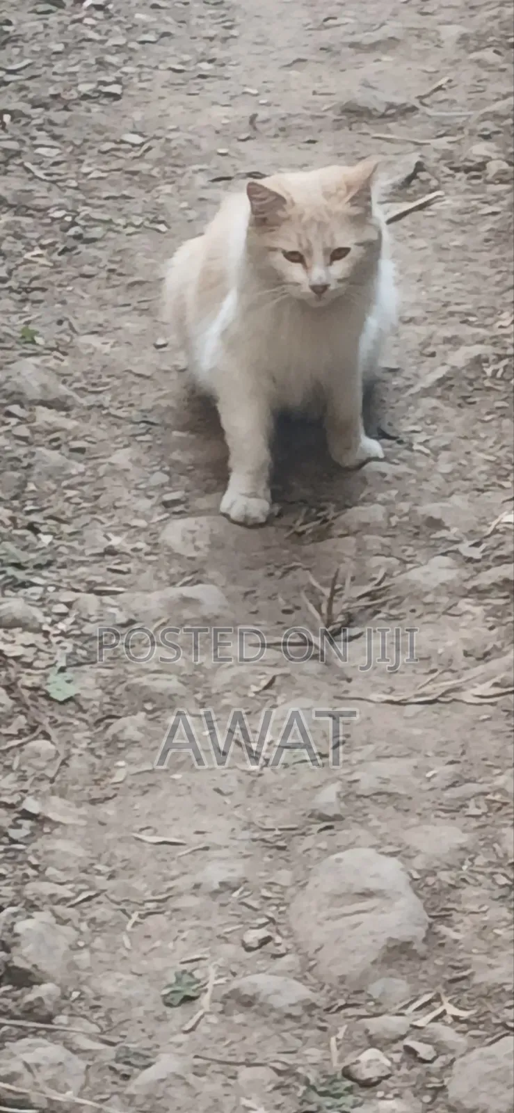 3-6 months Male Purebred Ragdoll