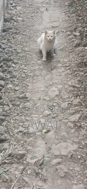 3-6 months Male Purebred Ragdoll