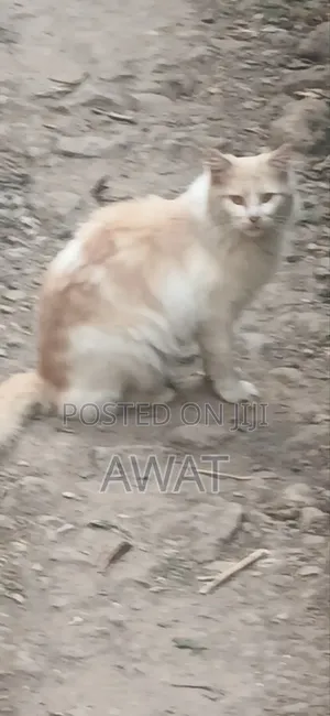 3-6 months Male Purebred Ragdoll