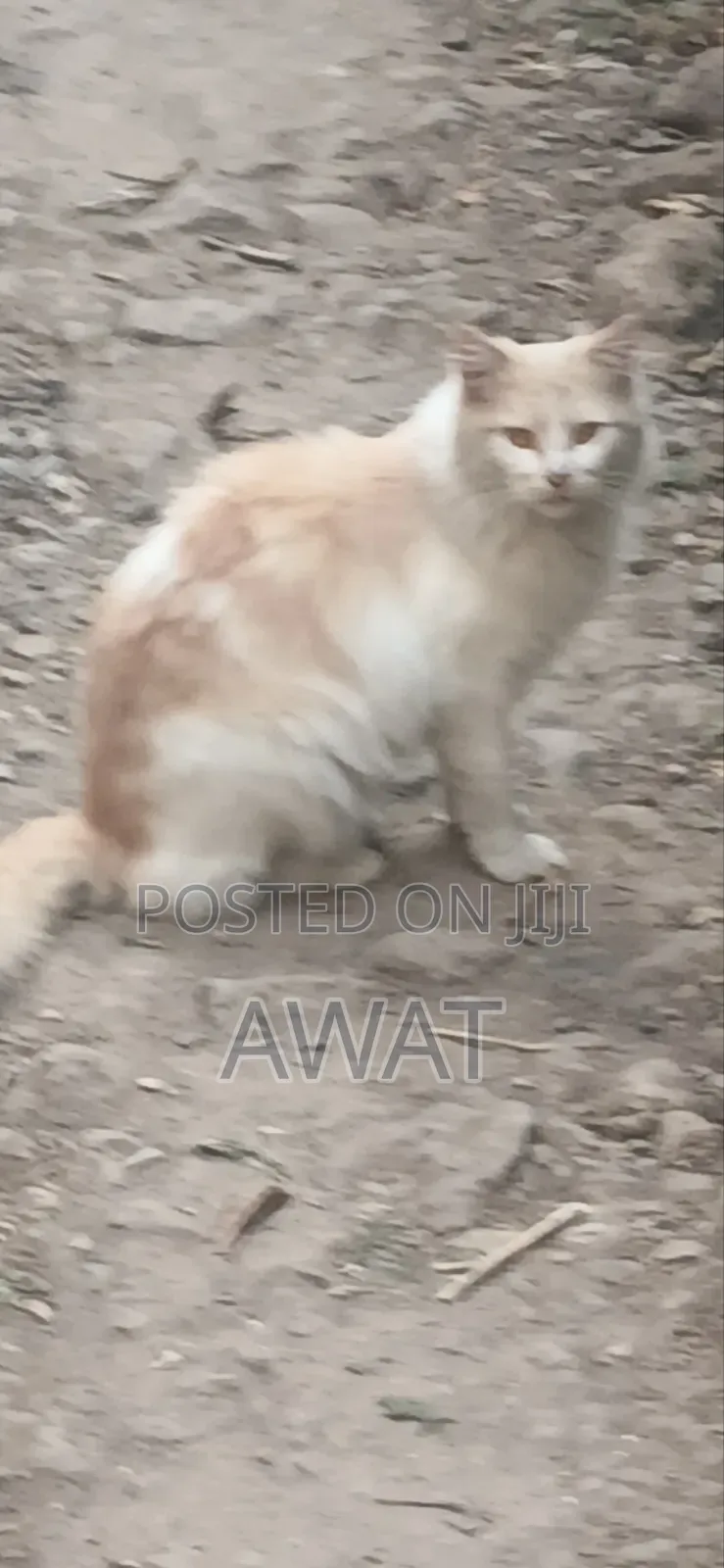 3-6 months Male Purebred Ragdoll