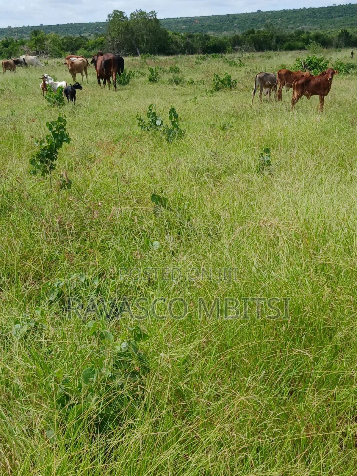 10 Acres Forsale in Kilifi Mavueni.