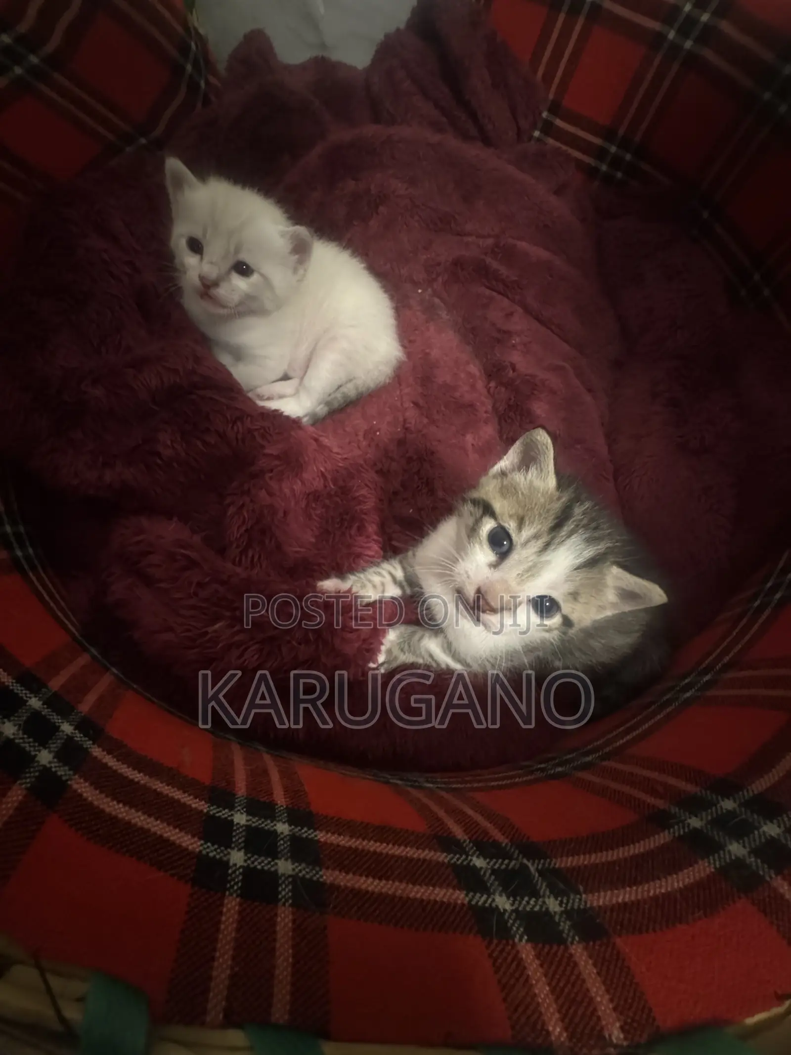 1-3 months Female Purebred Cat