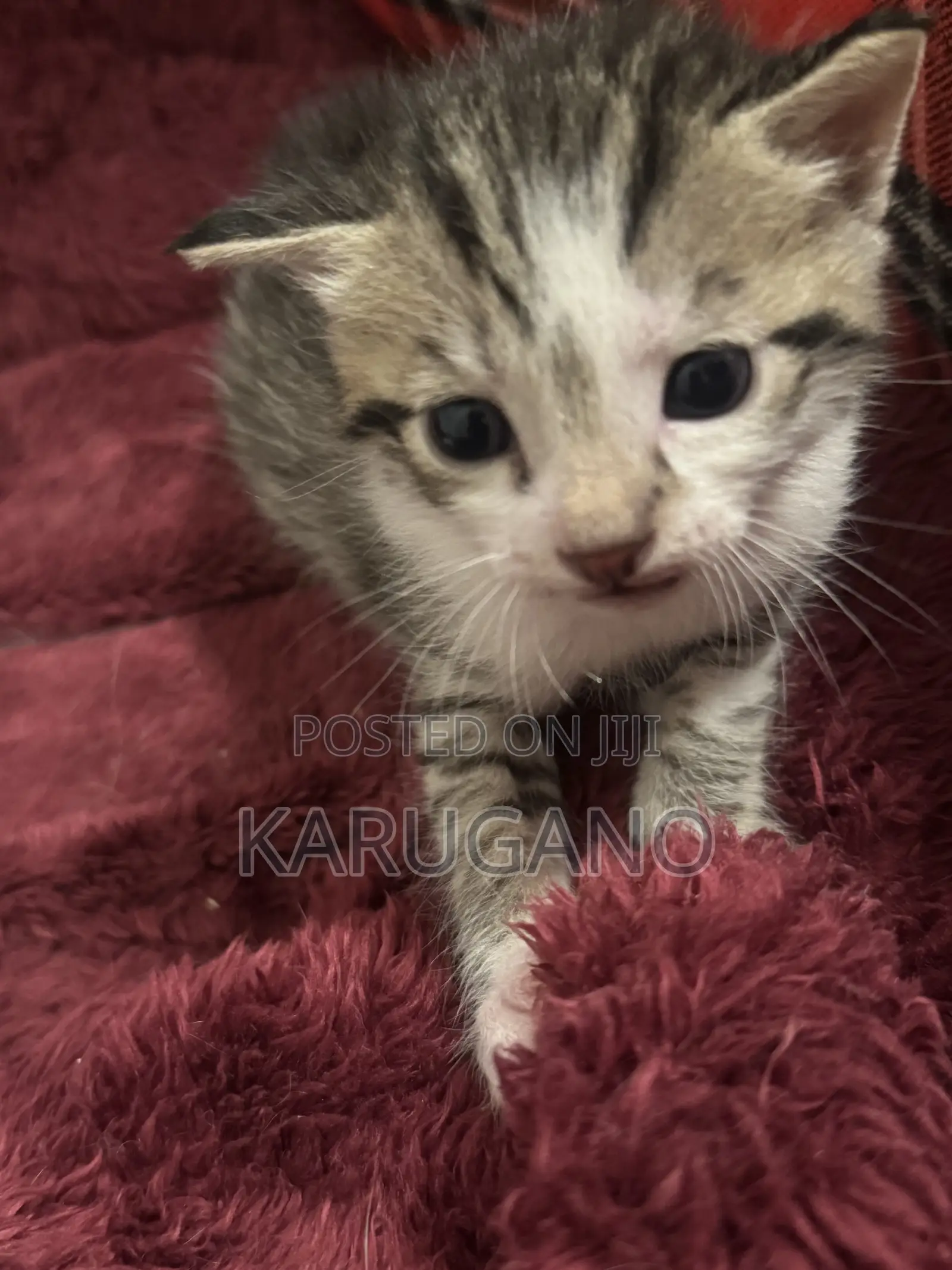 1-3 months Female Purebred Cat
