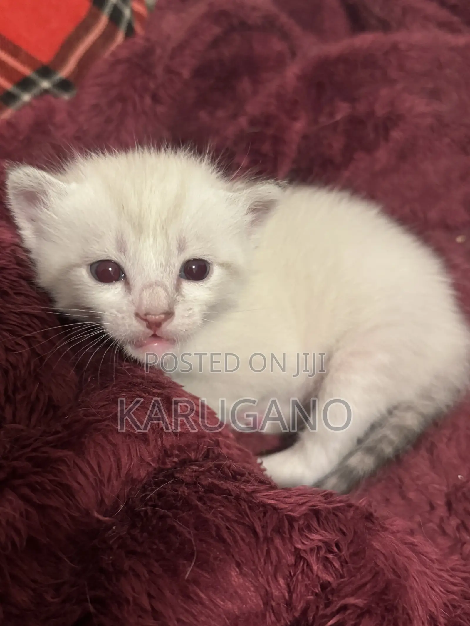 1-3 months Female Purebred Cat