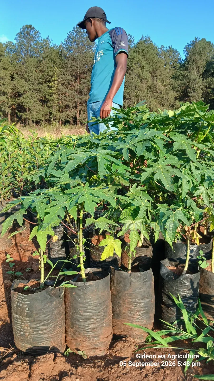 Malkia F1 Pawpaw Seedlings