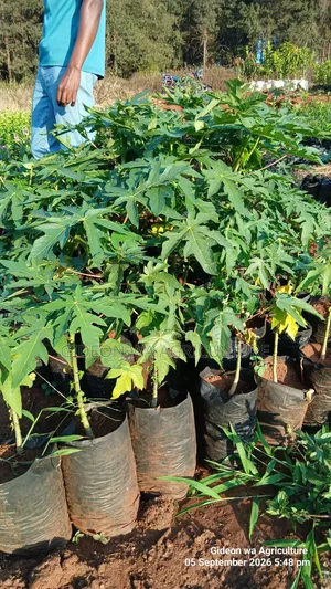 Malkia F1 Pawpaw Seedlings