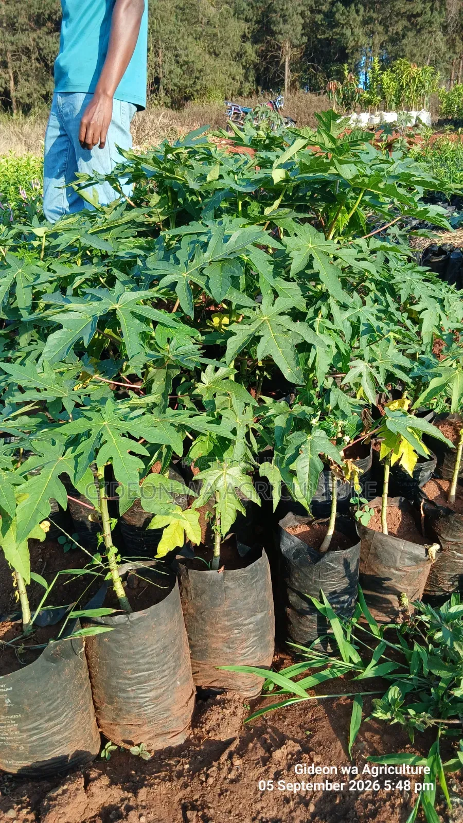 Malkia F1 Pawpaw Seedlings