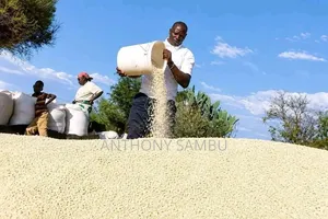 White Maize