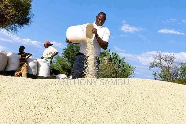 White Maize