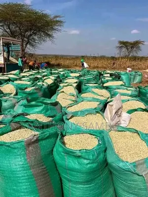 White Maize