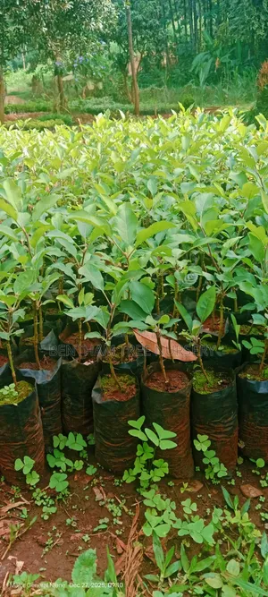 Wambugu Apple Seedlings
