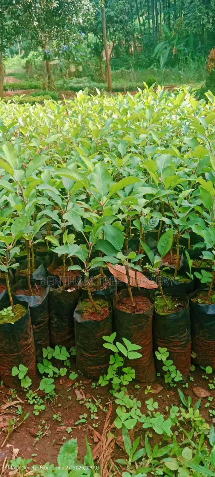 Wambugu Apple Seedlings
