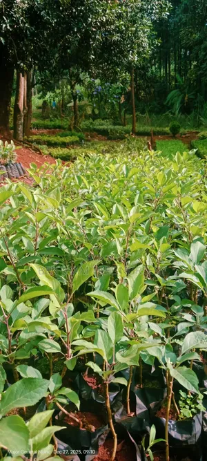 Wambugu Apple Seedlings