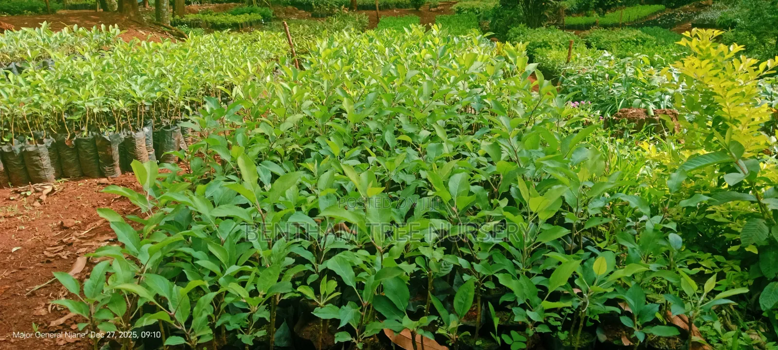 Wambugu Apple Seedlings