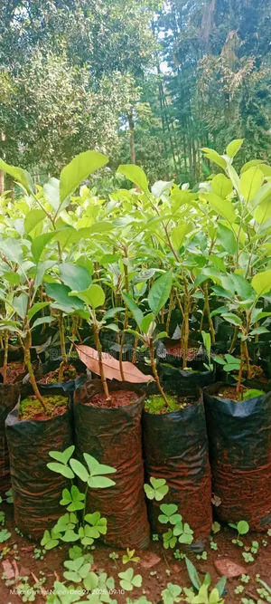 Wambugu Apple Seedlings