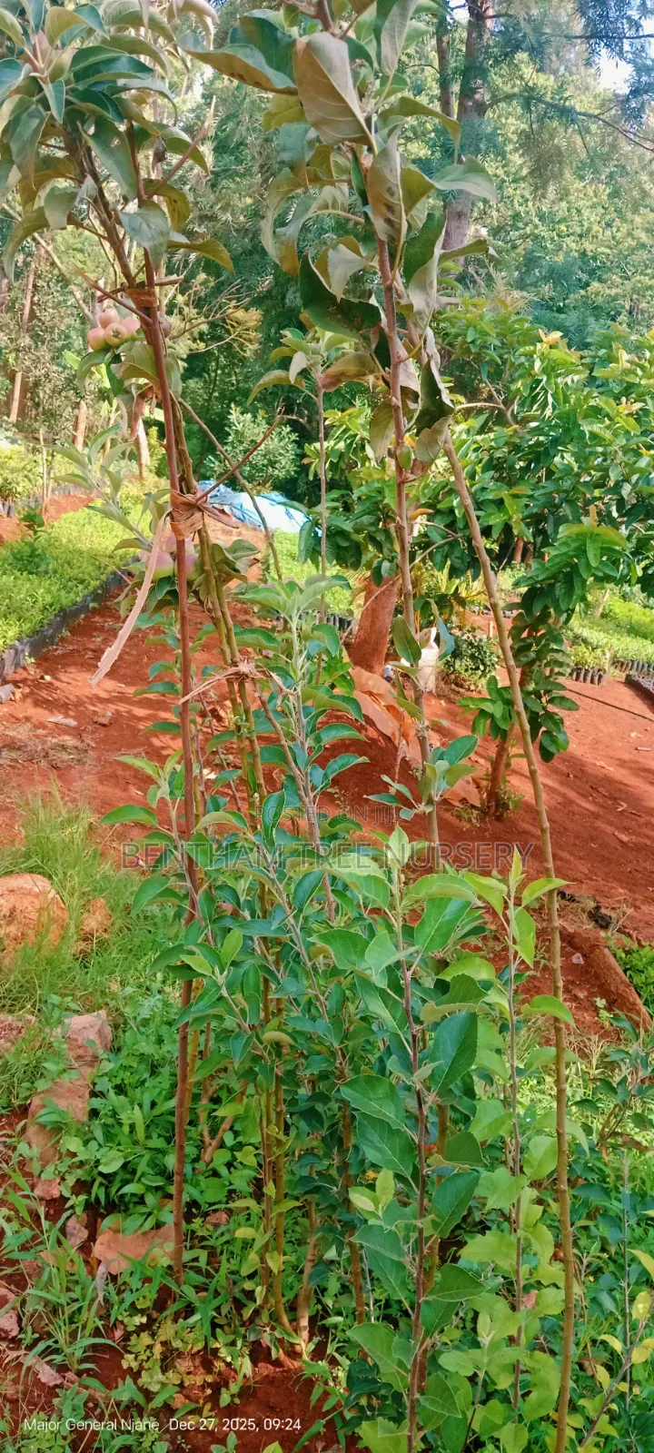 Wambugu Apple Seedlings