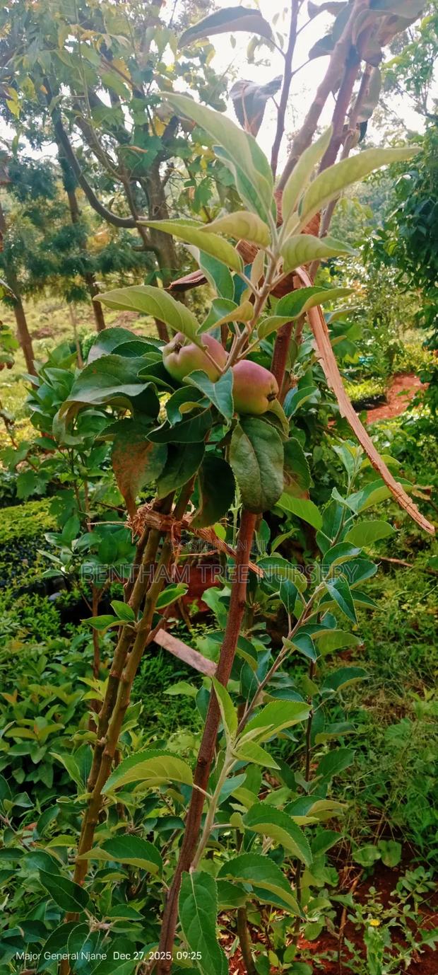 Wambugu Apple Seedlings - thumbnail 6