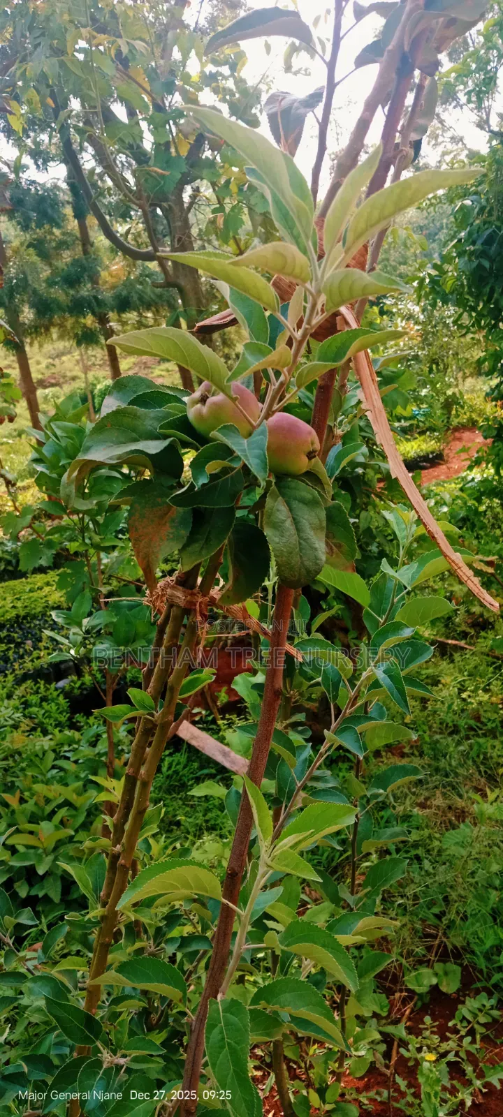 Wambugu Apple Seedlings