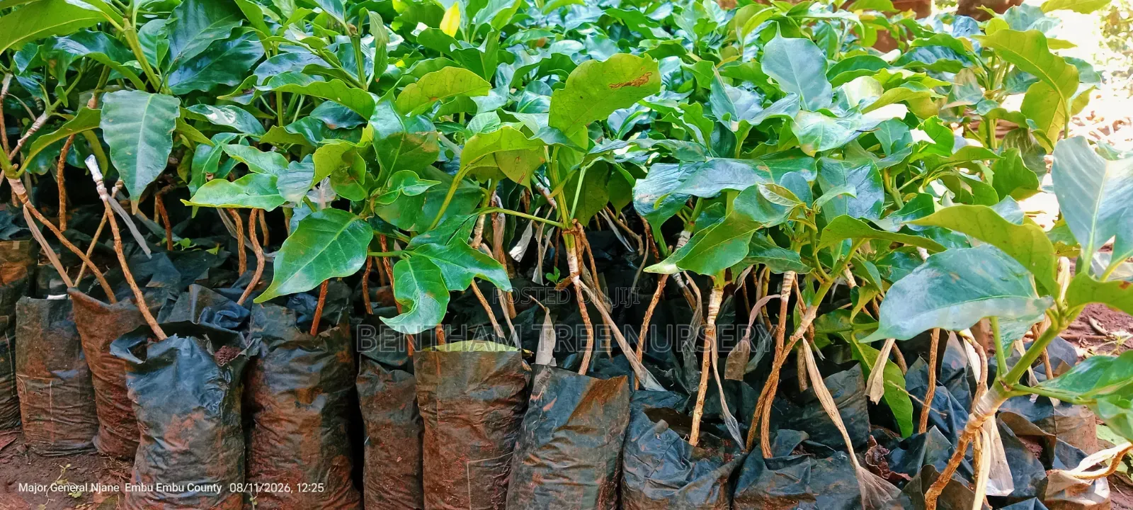 Grafted Ruiru 11 Coffee Seedlings