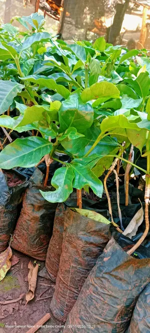 Grafted Ruiru 11 Coffee Seedlings
