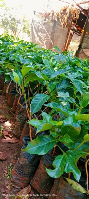 Grafted Ruiru 11 Coffee Seedlings