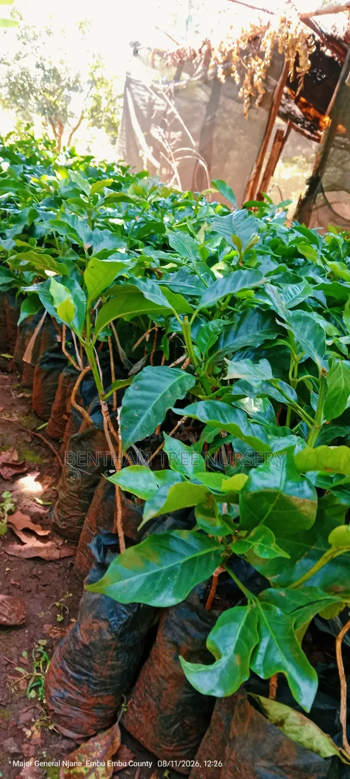 Grafted Ruiru 11 Coffee Seedlings