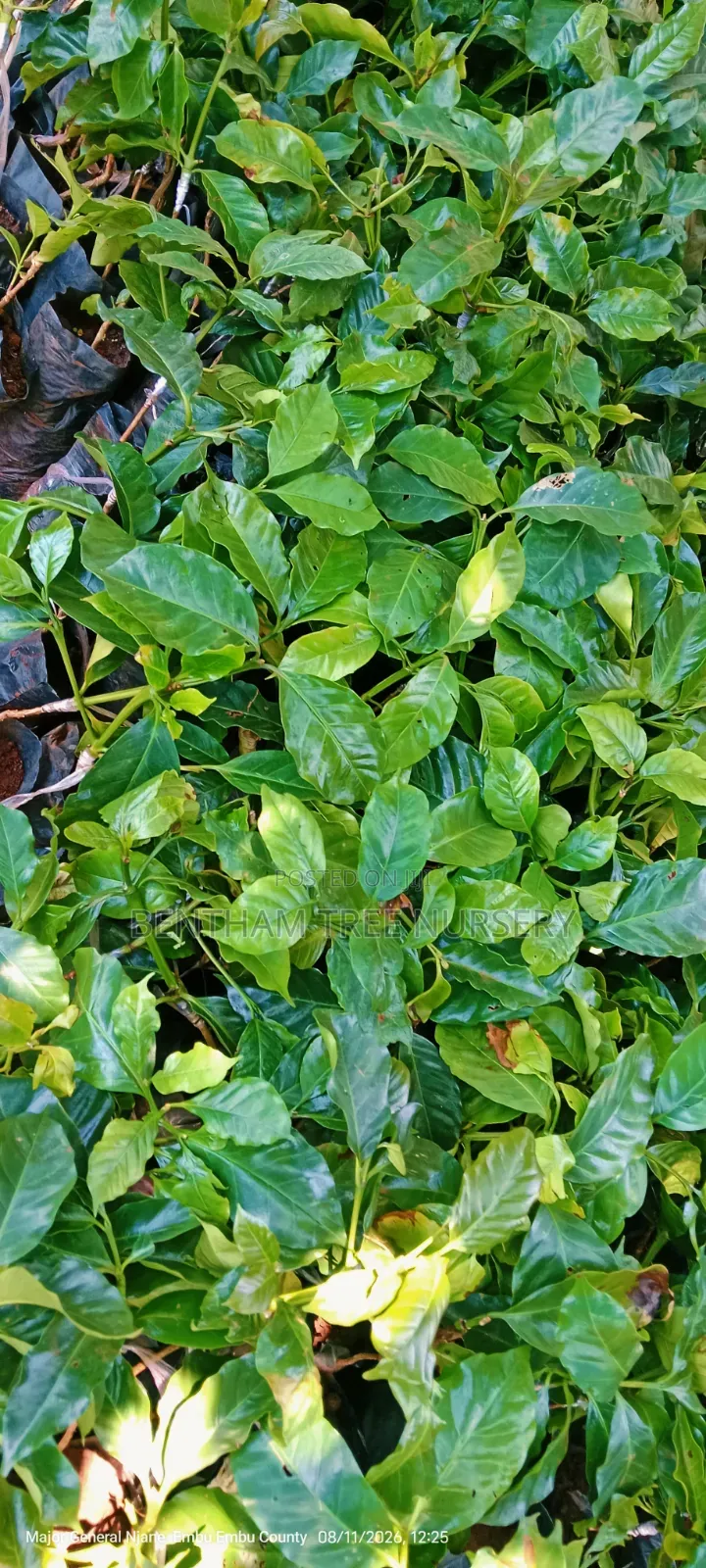 Grafted Ruiru 11 Coffee Seedlings